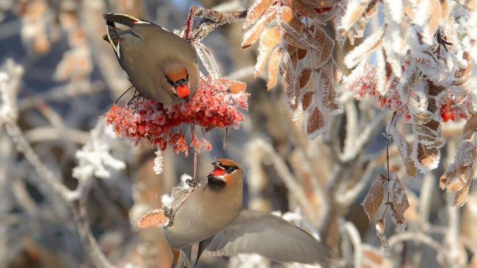 Deux oiseaux photographiés sur une branche gelée.