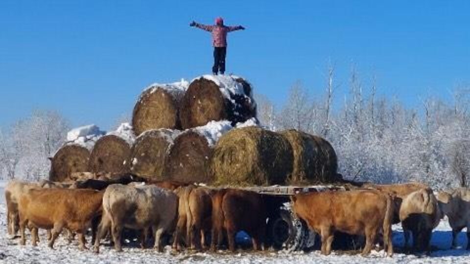 A man stands in a pyramid of hay bale stacked in a trailer while a dozen cows huddle.