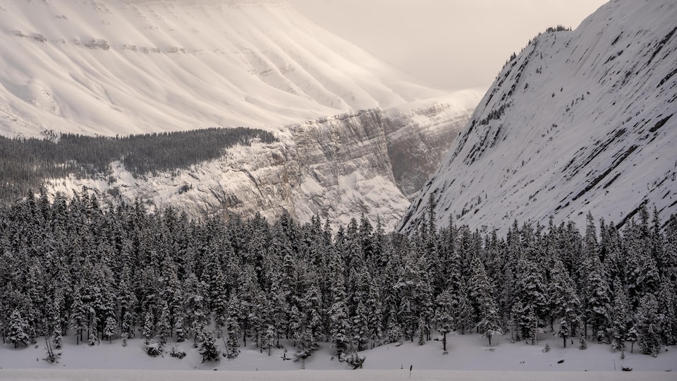Vue de montagnes et forêts près du parc national Jasper.
