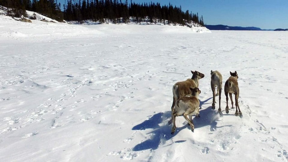 Des caribous sur un lac gelé.