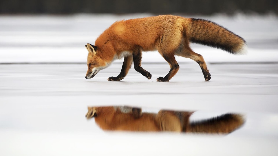 Un renard sur la glace.