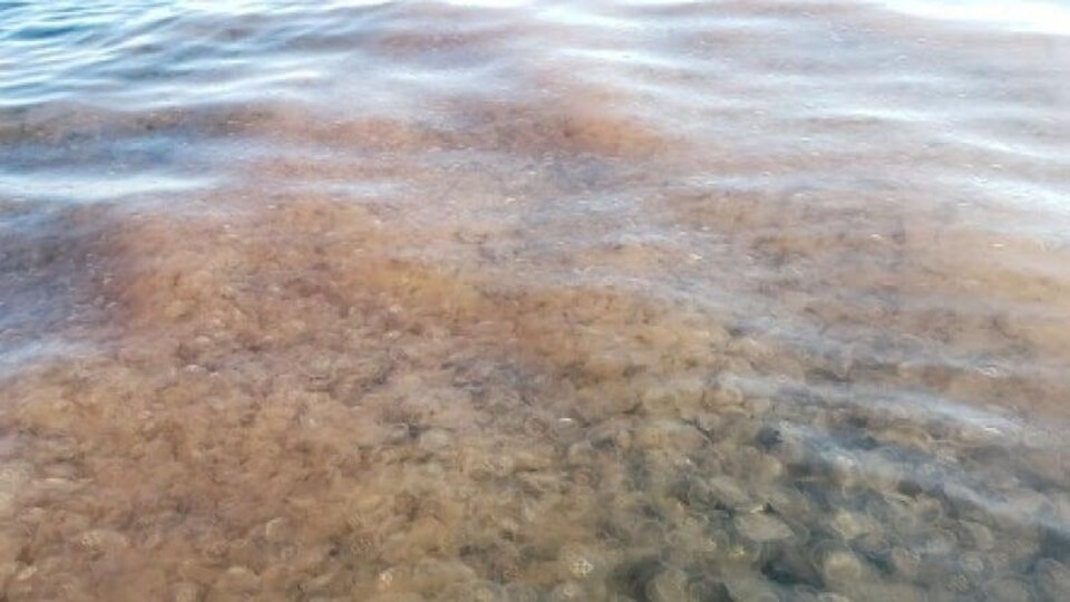 Des milliers de méduses sont agglutinées dans l'eau.