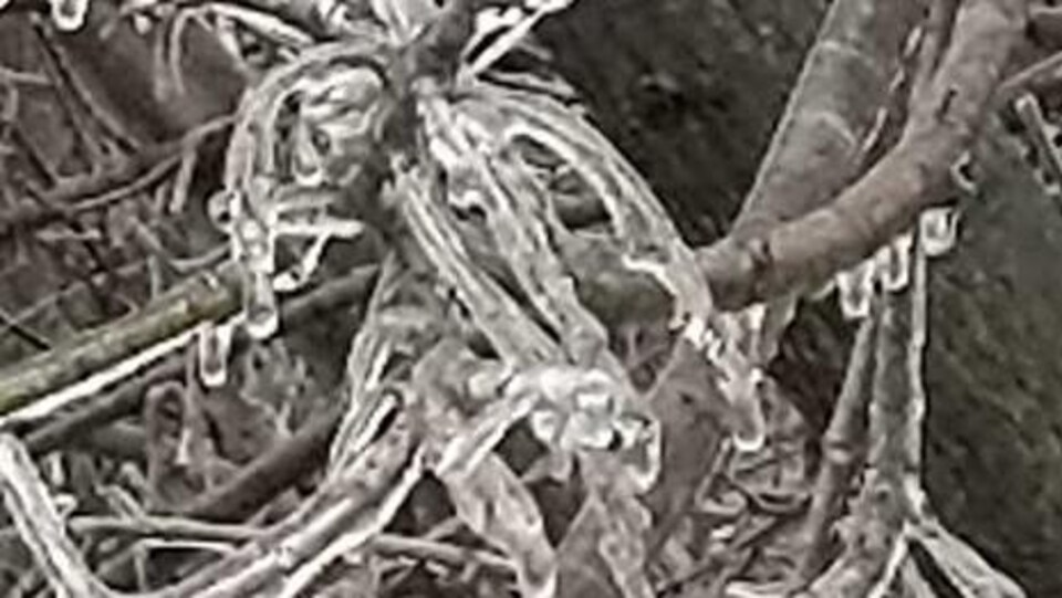 Un arbre dépouillé de feuilles est couvert de verglas.