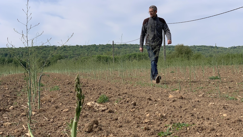 Il marche entre les rangs d'asperges.