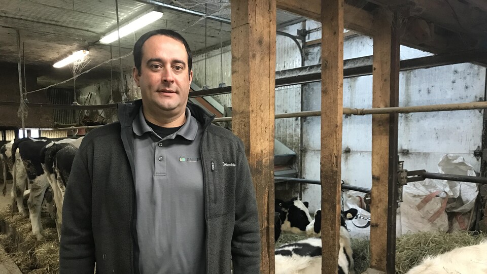 Un agent de maillage dans une ferme laitière.