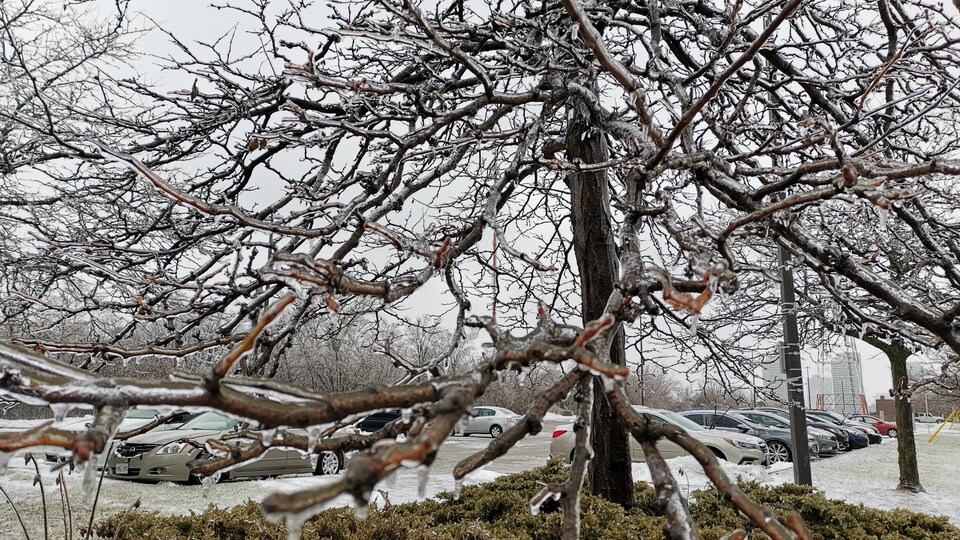 Un arbre couvert de givre.