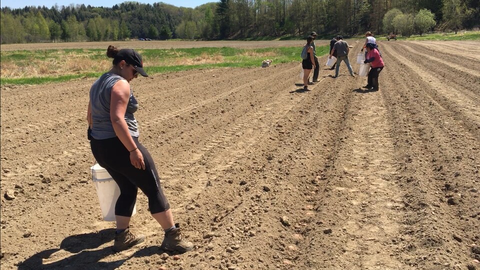 Des travailleurs, dont la journaliste au premier plan, plantent des patates dans un champ. 