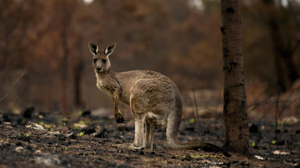 Un kangourou à côté d'un tronc d'arbre