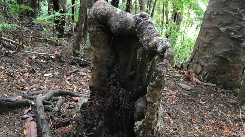 Photo de la souche d'un arbre.