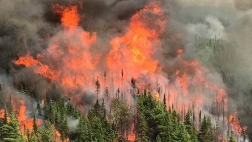 Un feu de forêt