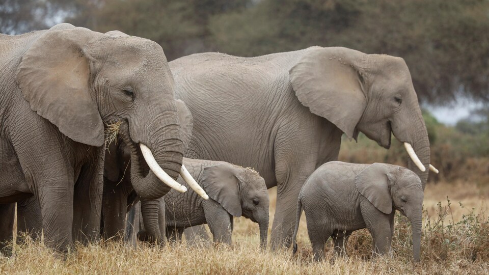 Des éléphants dans la brousse au Kenya.