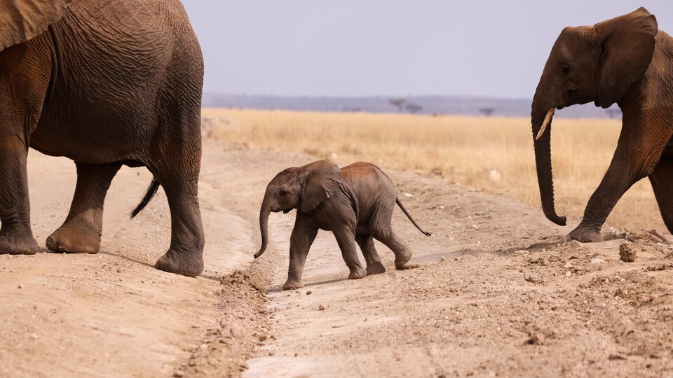 Un éléphanteau entre deux adultes traverse une route dans le parc national Amboseli au Kenya.