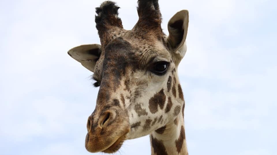 Le Zoo De Toronto Devoile Le Nom De Son Bebe Girafe Radio Canada Ca