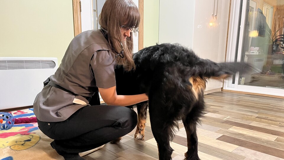 Une vétérinaire examine un chien bouvier bernois. 
