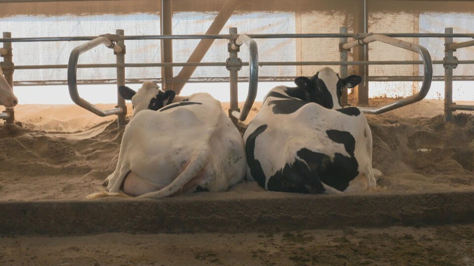 Deux vaches couchées dans une étable sur de la litière de sable.