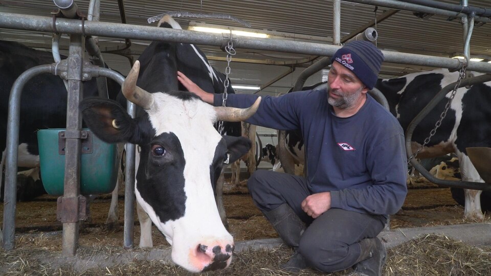 Dave Kelly producteur laitier auprès d'une vache laitière.