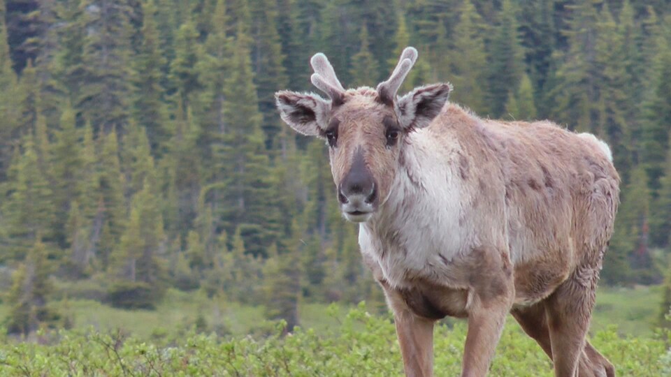 Un caribou des montagnes en Colombie-Britannique.