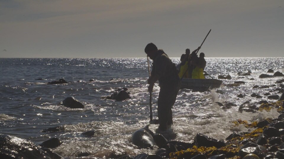 Des chasseurs récupèrent un phoque gris sur les berges des Îles-de-la-Madeleine.