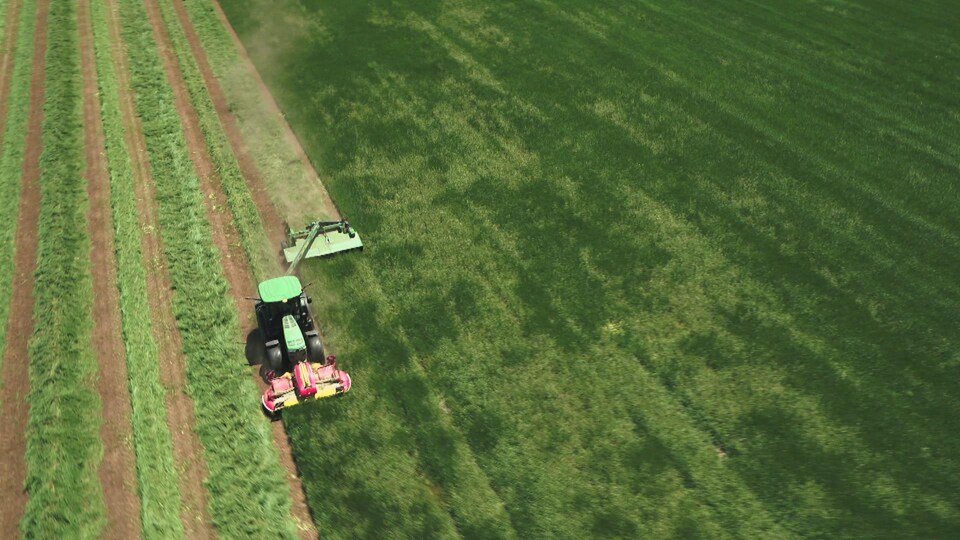Vue aérienne d'un tracteur muni d'une faucheuse qui coupe le foin dans un champ bien vert.