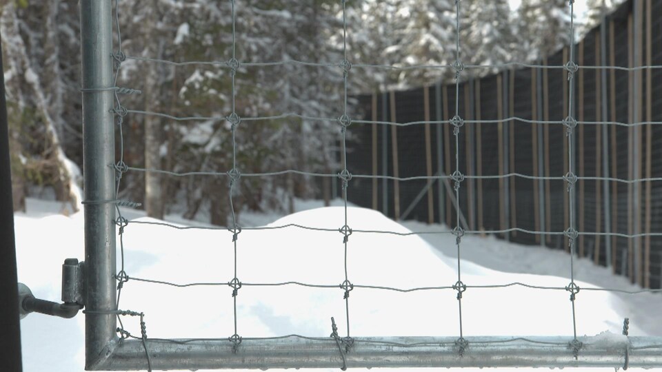 Le grillage et un mur de géotextile dressé pour contenir les caribous dans l'enclos.