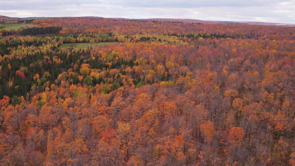 Les forêts du futur