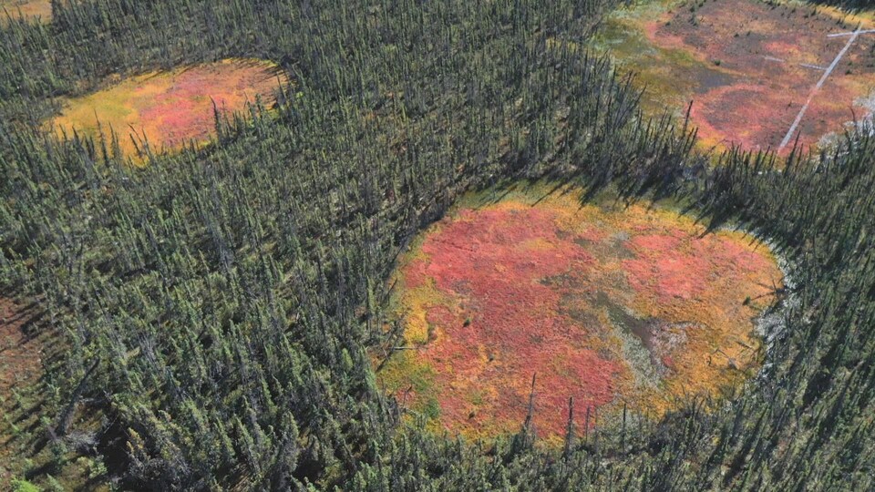 Vue aérienne de petites tourbières apparues dans une forêt au nord du 61e parallèle.