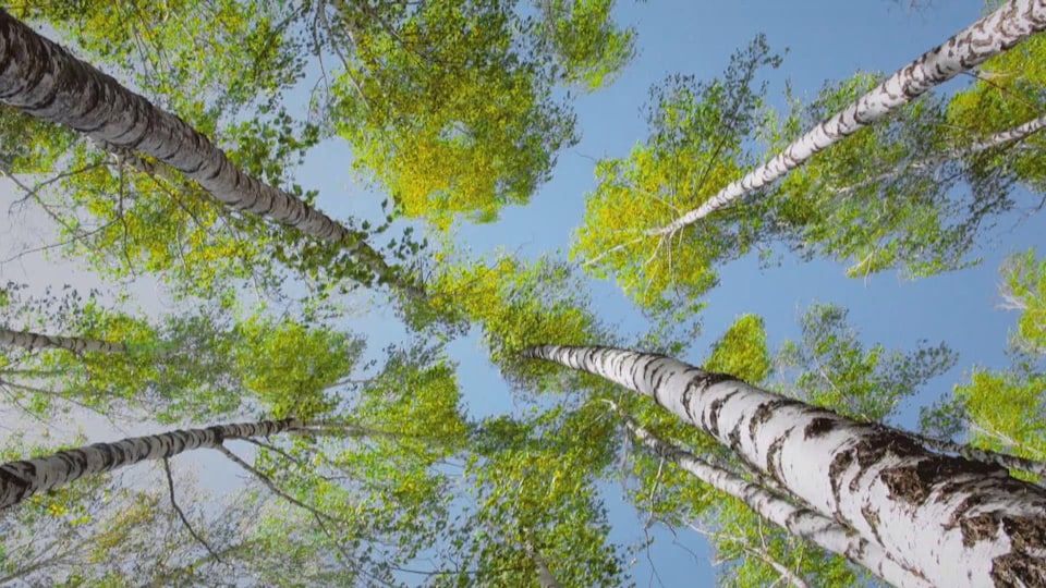 Le Génie des arbres