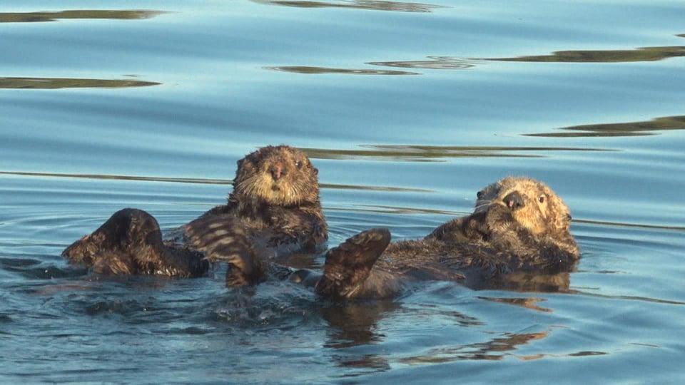 Deux loutres de mers sont couchées sur le dos dans l'eau du Pacifique.