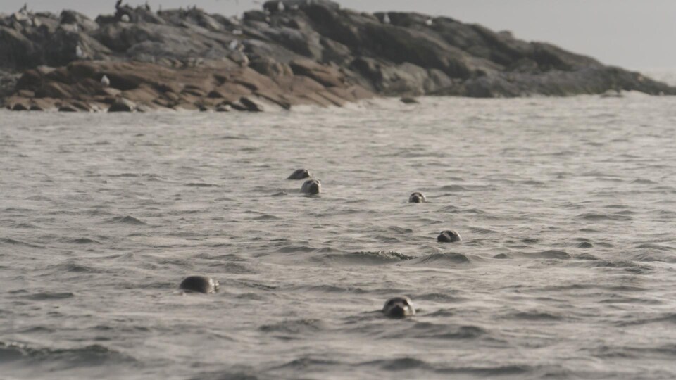 A small colony of gray seals in the waters of the Saint Lawrence River.