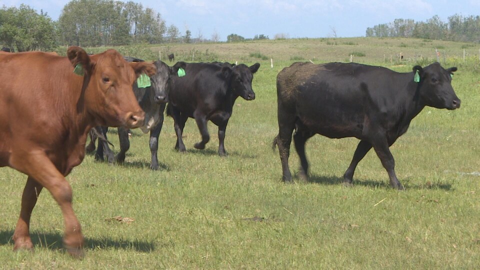 troupeau de vaches dans un pâturage