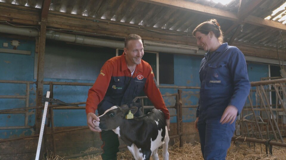 Corné Ansem, producteur laitier, et Cynthia Verwer, spécialiste du comportement animal, examinent un veau.