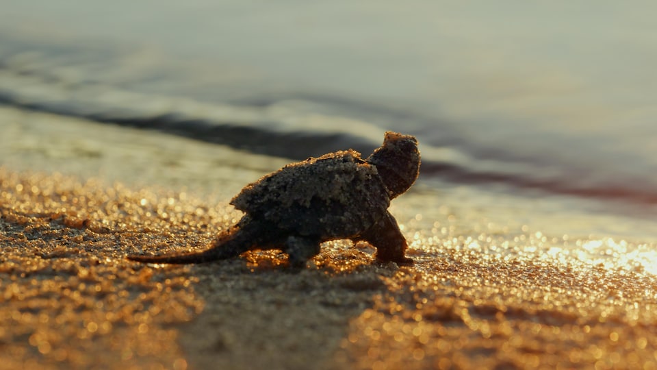Bébé tortue en chemin vers l'eau.