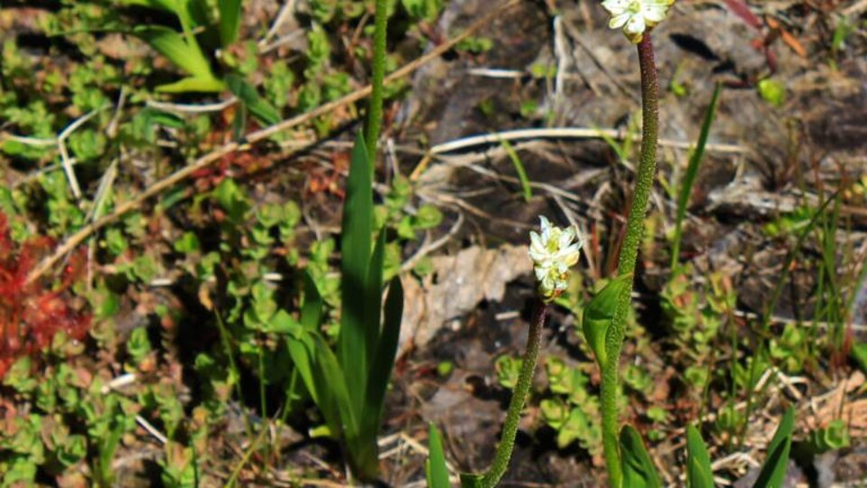 La tofieldie de l'Ouest (Triantha occidentalis).