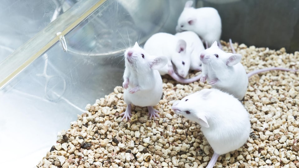 Six souris blanches de laboratoire dans une cage.