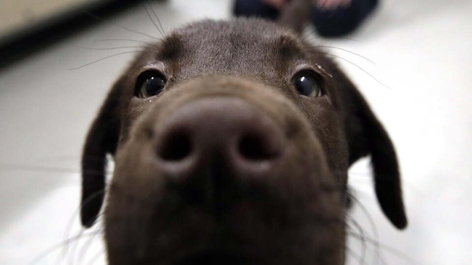 5 Facons D Aider Votre Chien A Rester Heureux Et En Sante Cet Hiver Radio Canada Ca