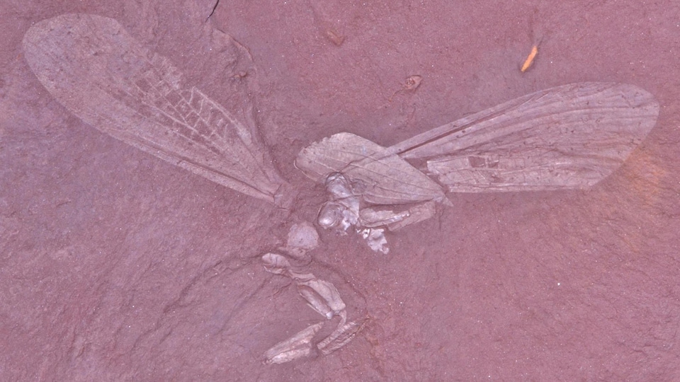 Un fossile d'ailes dans la roche rougeâtre.