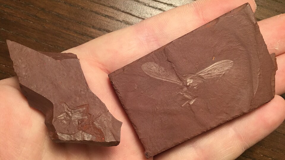 Des fossiles dans une roches rougeâtre.