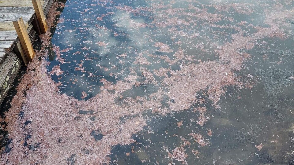 Cyanobactéries de couleur rose au lac Fortune à Rouyn-Noranda