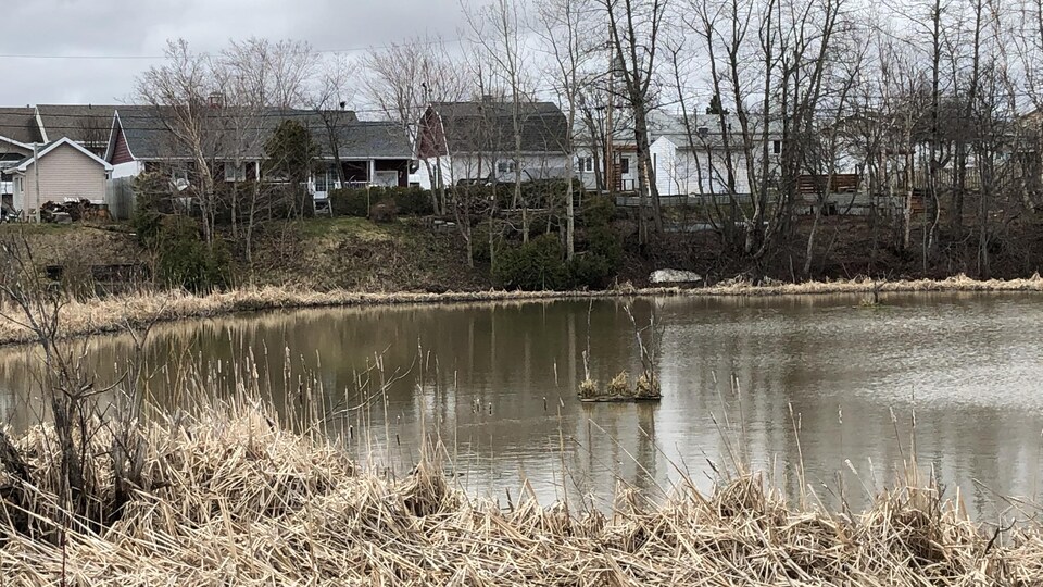 Le lac avec ses abords constitués de plantes jaunies. En arrière-plan: des maisons.