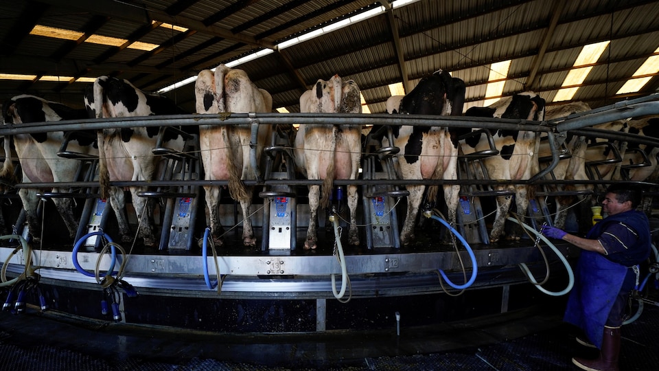 Des machines pour traire les vaches sont attachées à des vaches laitières.