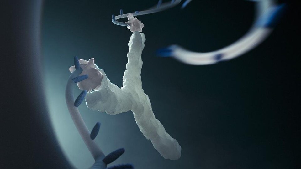 La molécule se compose d’un brin d’ADN synthétique capable de transporter un médicament et de le relâcher dans l’organisme à la manière d’un élastique de lance-pierre au moment opportun.