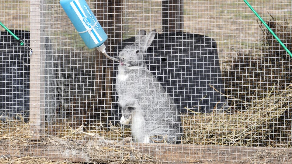 Un lapin debout dans une cage boit de l'eau.