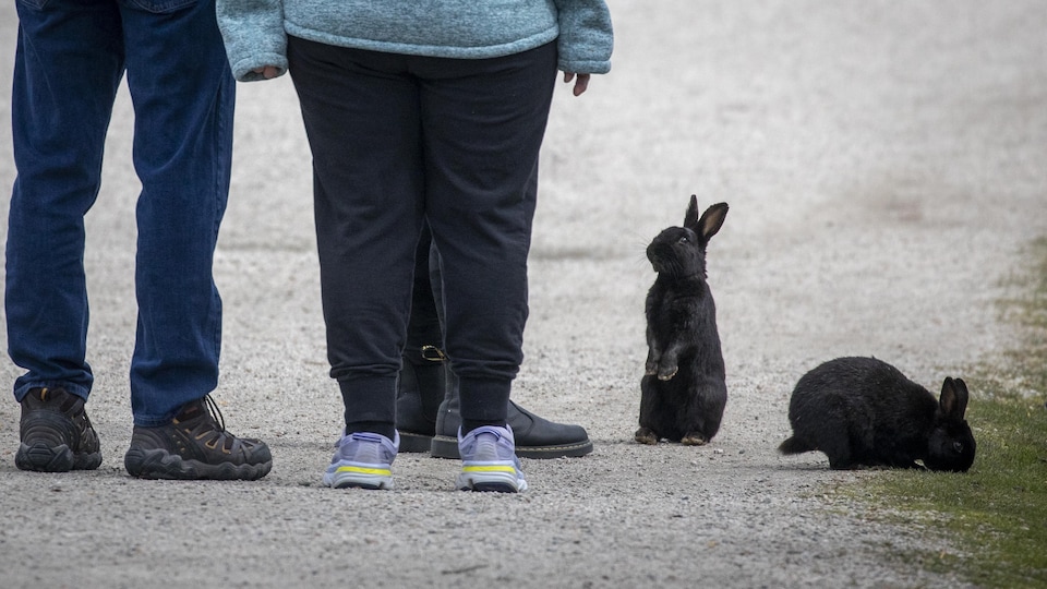 Des lapins près de marcheurs à la plage Jericho, à Vancouver.