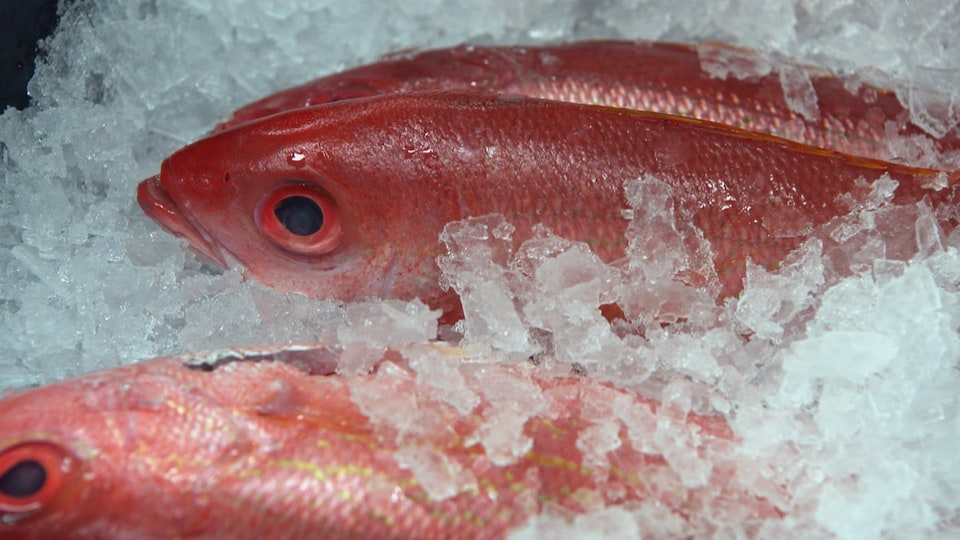 Un vivaneau dans la glace
