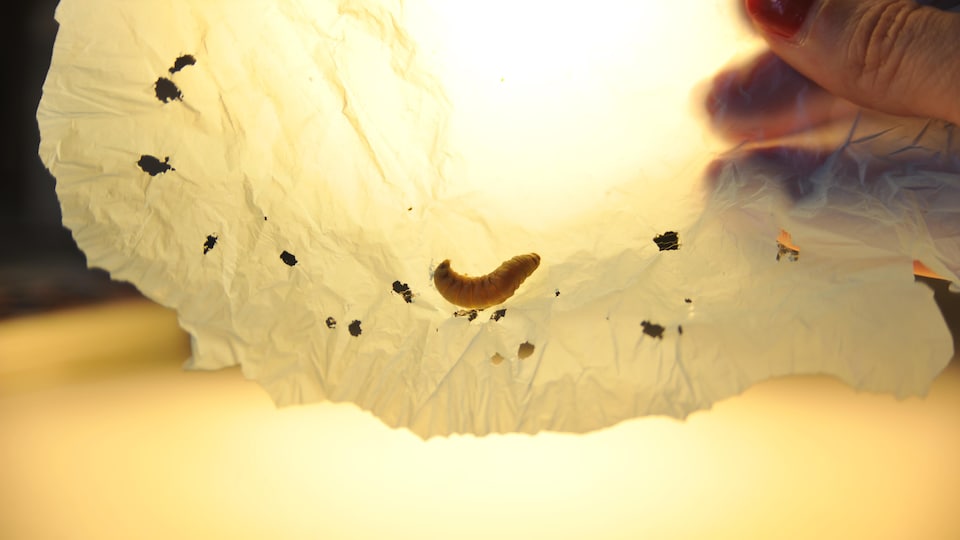Une larve sur un sac de plastique.