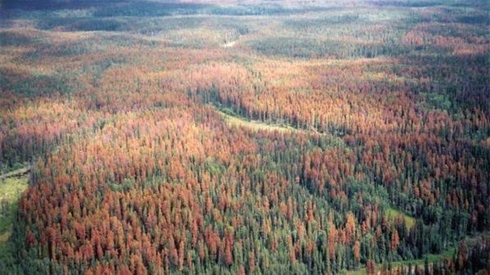 Des kilomètres de forêt de couleur différente pour montrer les effets du dendroctone. 