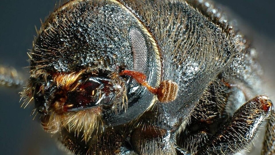 Gros plan sur le corps du dendroctone du pin, un coléoptère qui cause des ravages dans les forêts de l'ouest canadien.
