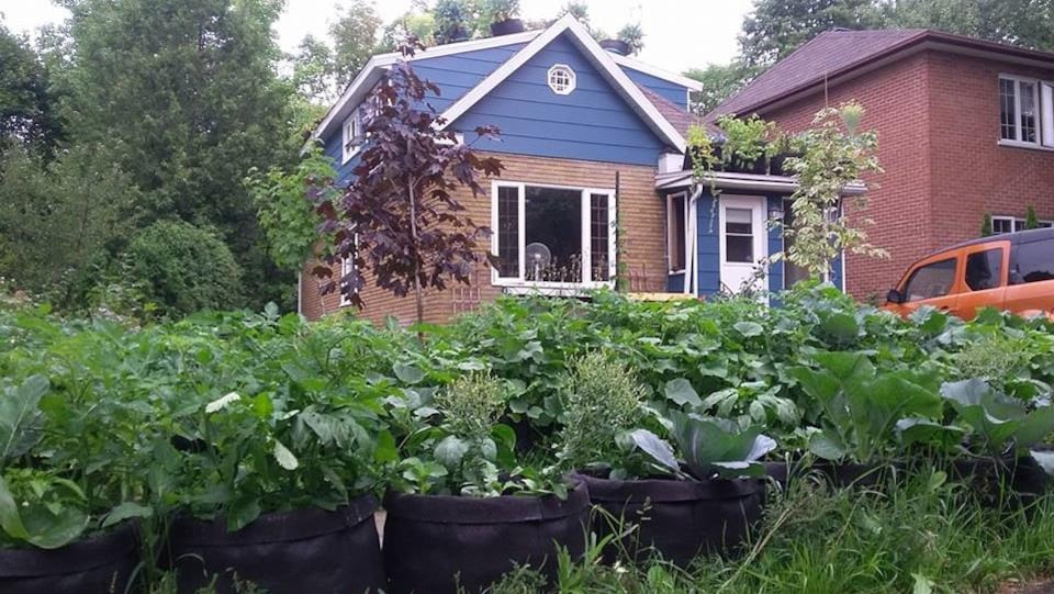Le potager urbain de François St-Pierre en 2017