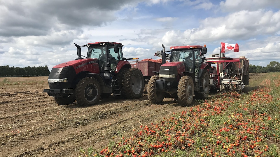Deux tracteurs font la récolte de tomates dans un champ de Leamington.