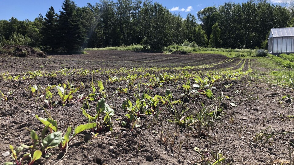 Un jardin dans la MRC de La Matanie.